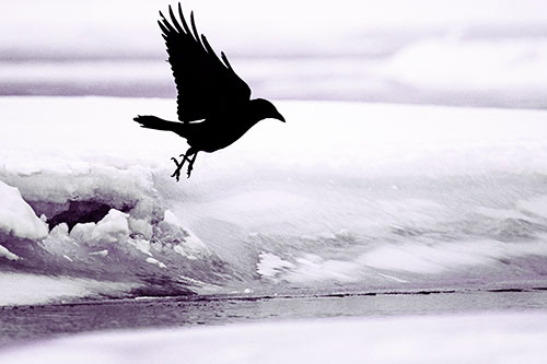 Crow Taking Flight Off Icy Shoreline (Pink Tint)