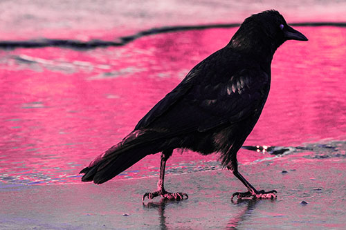 Crow Walking Along Frozen River Ice (Pink Tint)