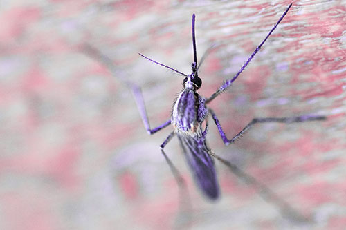 Culex Pipien Mosquito Resting Vertically (Pink Tint Photo)