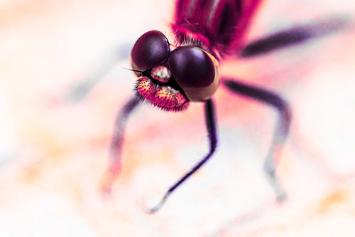 Curious Big Eyed Dragonfly Looks Above (Pink Tint Photo)