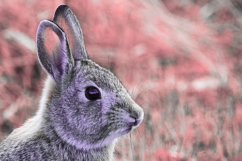 Curious Bunny Rabbit Looking Sideways (Pink Tint Photo)