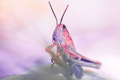 Curious Crouching Grasshopper Perched Atop Leaf Petal (Pink Tint)