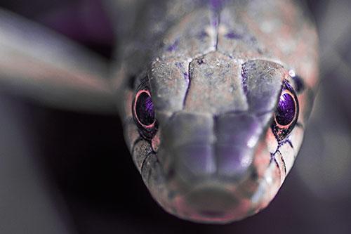Curious Garter Snake Makes Direct Eye Contact (Pink Tint Photo)