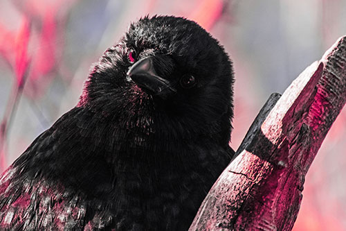Curious Head Tilting Crow Perched Among Tree Branch (Pink Tint Photo)