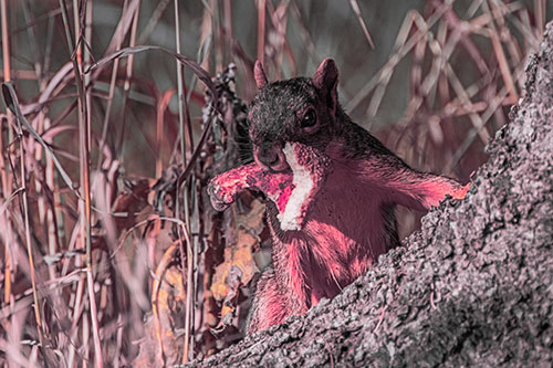 Curious Pizza Crust Squirrel (Pink Tint Photo)