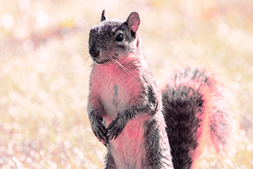 Curious Squirrel Standing On Hind Legs (Pink Tint Photo)