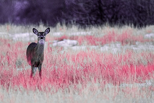 Curious White Tailed Deer Watching Among Snowy Field (Pink Tint Photo)