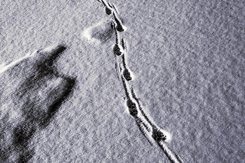 Curving Animal Footprint Trail Dragging Along Snow (Pink Tint Photo)