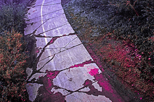 Curving Muddy Concrete Cracked Sidewalk (Pink Tint Photo)