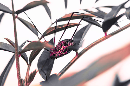 Daddy Longlegs Harvestmen Spider Crawling Down Plant Stem (Pink Tint)