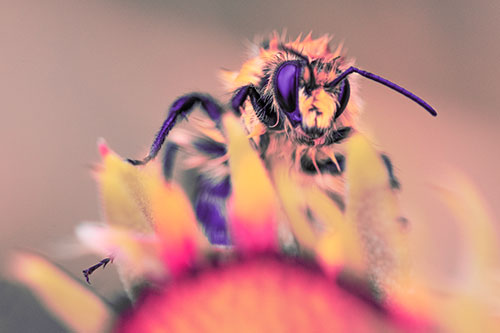 Damp Honey Bee Crawling Over Blanket Flower (Pink Tint)