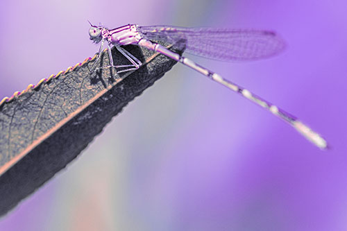 Damselfly Clamping Onto Leaf Petal Edge (Pink Tint)