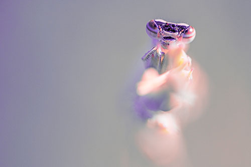 Damselfly Embraces Grass Blade Among Sunlight (Pink Tint)