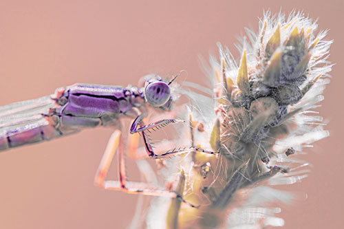 Damselfly Perched Among Fuzzy Plant (Pink Tint)