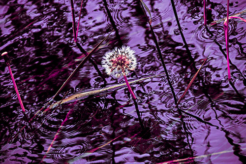 Dandelion Standing Tall During Flash Flood (Pink Tint Photo)