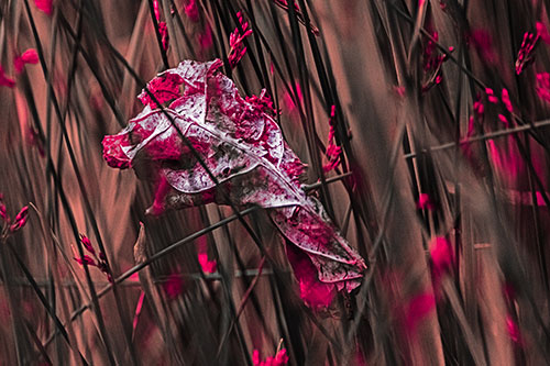 Dead Decayed Leaf Rots Among Reed Grass (Pink Tint Photo)