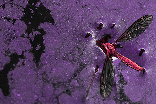 Dead Floating Crane Fly Partly Submerged Among Oily Water (Pink Tint)