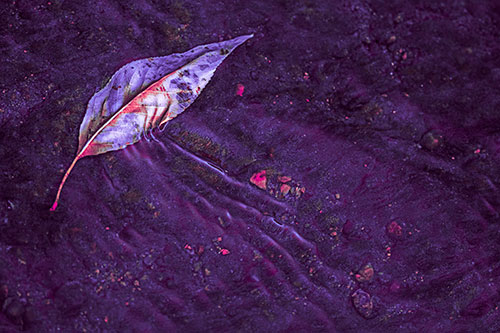Dead Floating Leaf Creates Shallow Water Ripples (Pink Tint Photo)