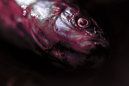 Dead Freshwater Whitefish Washed Ashore (Pink Tint Photo)
