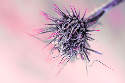 Dead Frigid Spiky Salsify Flower Withering Among Cold (Pink Tint Photo)