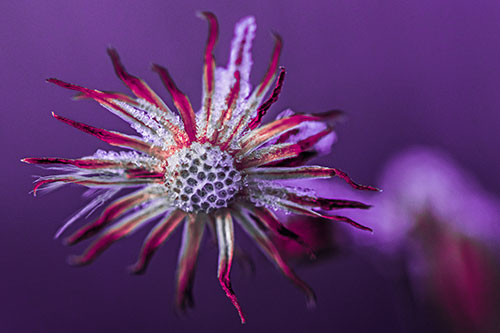 Dead Frozen Ice Covered Aster Flower (Pink Tint Photo)