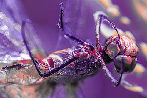 Dead Grotesque Dragonfly Peeling Eye Apart (Pink Tint)