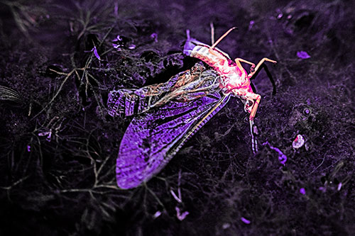 Dead Mayfly Rests Among Shallow Shore (Pink Tint)