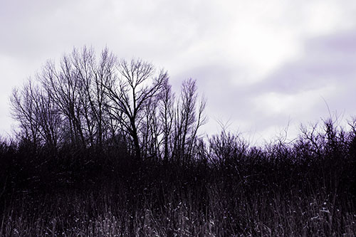 Dead Winter Tree Clusters Among Tall Grass (Pink Tint Photo)