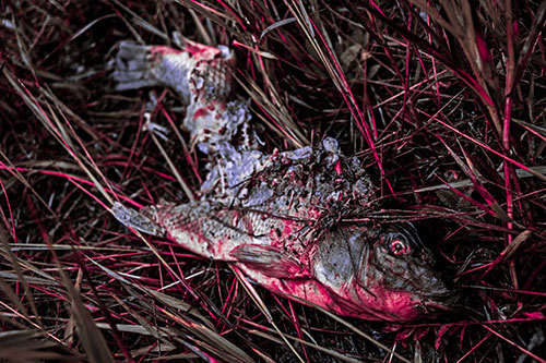 Decaying Salmon Fish Rotting Among Grass (Pink Tint)