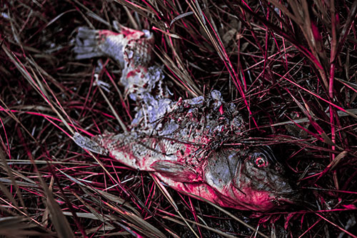 Decaying Salmon Fish Rotting Among Grass (Pink Tint Photo)