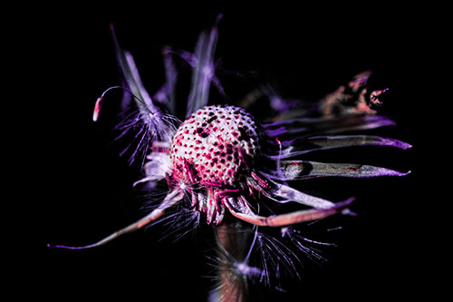 Decaying Seed Toothed Dandelion Creature (Pink Tint)