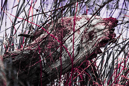 Decaying Serpent Tree Log Creature (Pink Tint Photo)