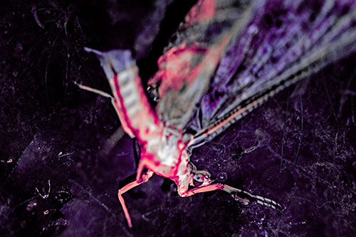 Deceased Mayfly Floating Atop Shallow River Shore (Pink Tint)
