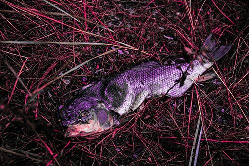 Deceased Salmon Fish Rotting Among Grass (Pink Tint Photo)