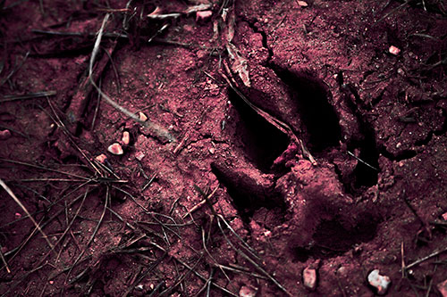 Deep Muddy Dog Footprint (Pink Tint Photo)