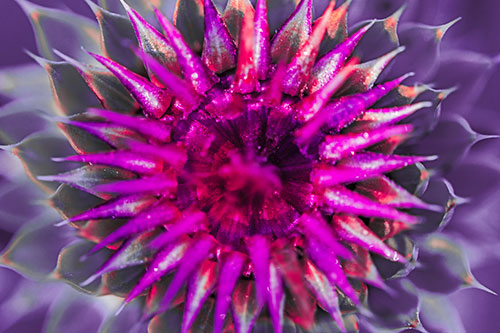 Dew Drops Cover Blooming Thistle Head (Pink Tint Photo)