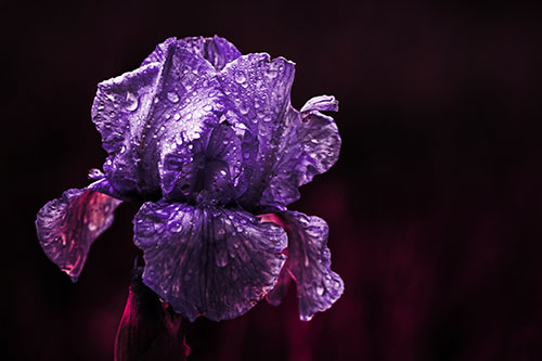 Dew Face Appears Among Wet Iris Flower (Pink Tint Photo)