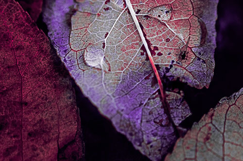 Dewy Eyed Leaf Face Cringing Towards Bug (Pink Tint)