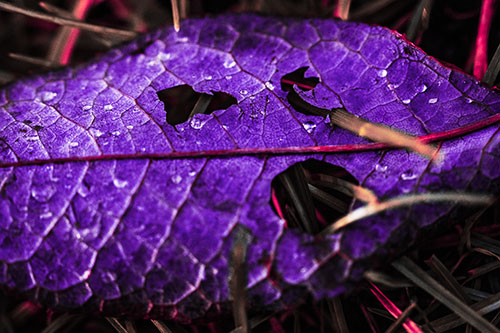 Dewy Pierced Leaf Face Screaming Among Grass Blades (Pink Tint)