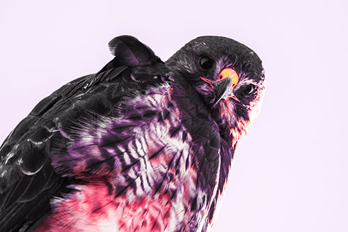 Direct Eye Contact With Rough Legged Hawk (Pink Tint Photo)