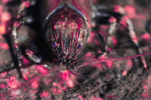Direct Eye Contact With Water Submerged Crayfish (Pink Tint Photo)