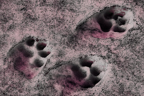 Dirty Dog Footprints In Snow (Pink Tint Photo)