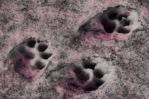 Dirty Dog Footprints In Snow (Pink Tint)