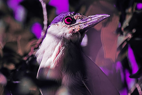 Dirty Faced Black Crowned Night Heron (Pink Tint Photo)