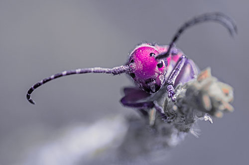 Dirty Milkweed Beetle Climbs Plant Top (Pink Tint)
