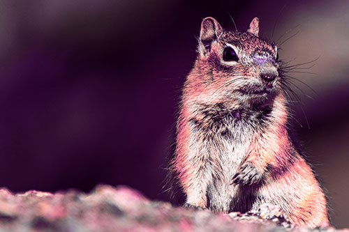 Dirty Nosed Squirrel Atop Rock (Pink Tint Photo)