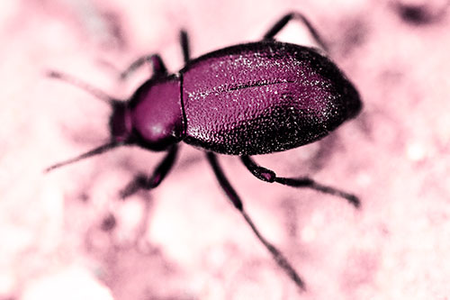 Dirty Shelled Beetle Among Dirt (Pink Tint Photo)