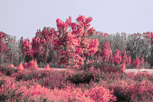 Distant Autumn Trees Changing Color Among Horizon (Pink Tint Photo)