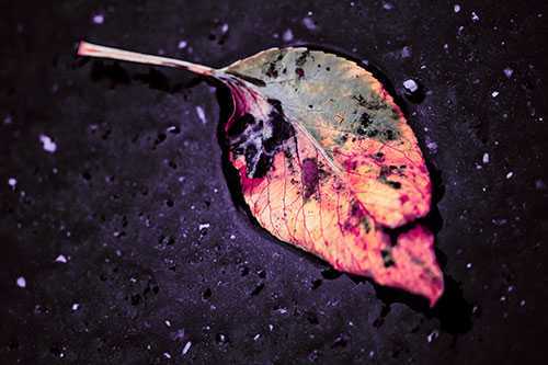 Distressed Rotting Leaf Face Among Wet Pavement (Pink Tint)