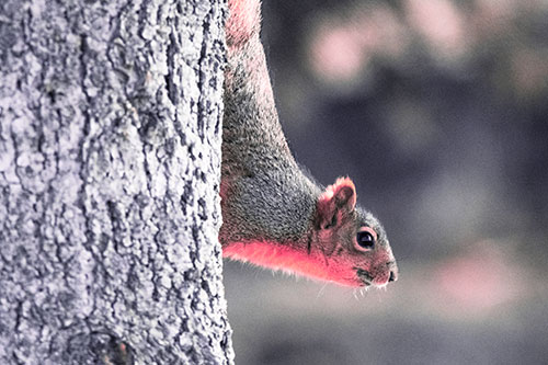 Downward Squirrel Yoga Tree Trunk (Pink Tint Photo)
